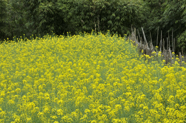 油菜花大地田园景观