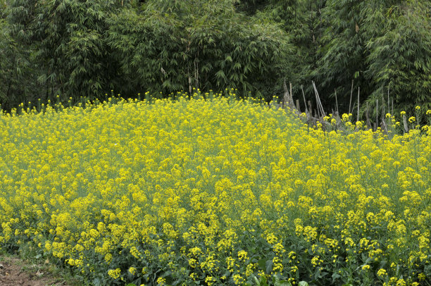 油菜花大地田园景观