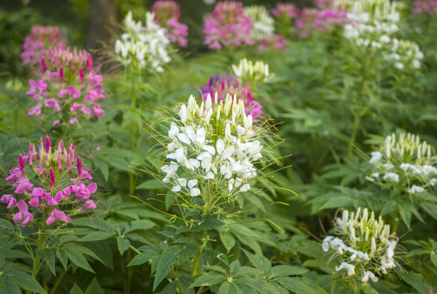 cleome