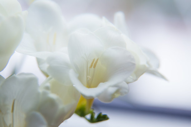 freesia
