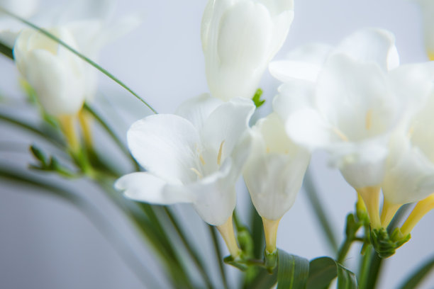 freesia