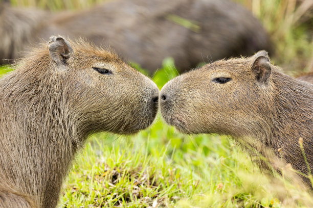capybara
