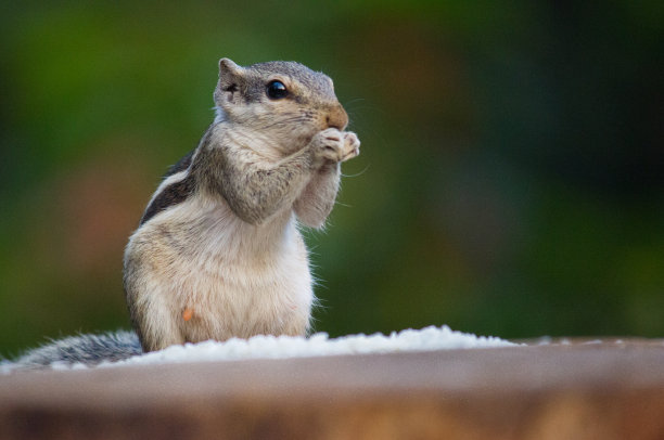 squirrel