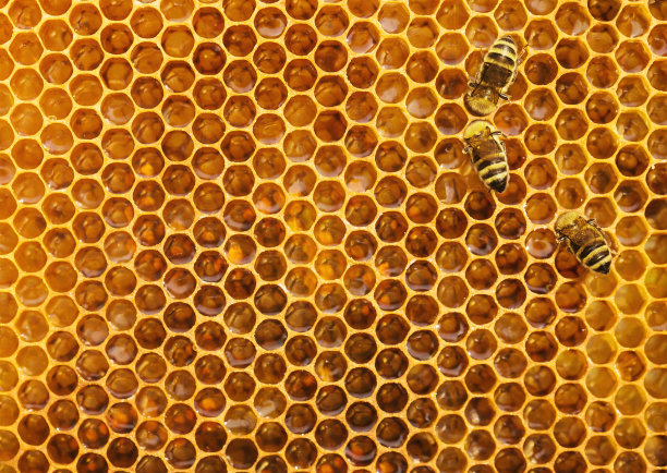 蜂花粉