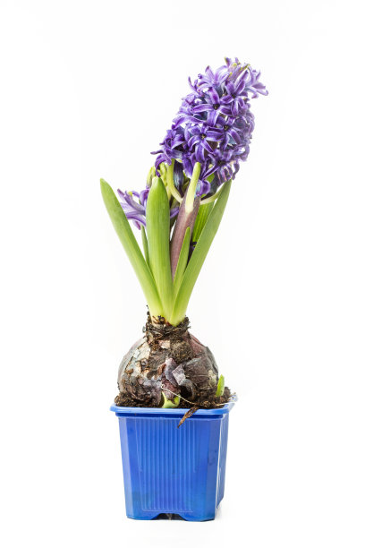 hyacinth