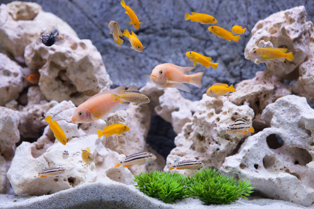 aquarium
