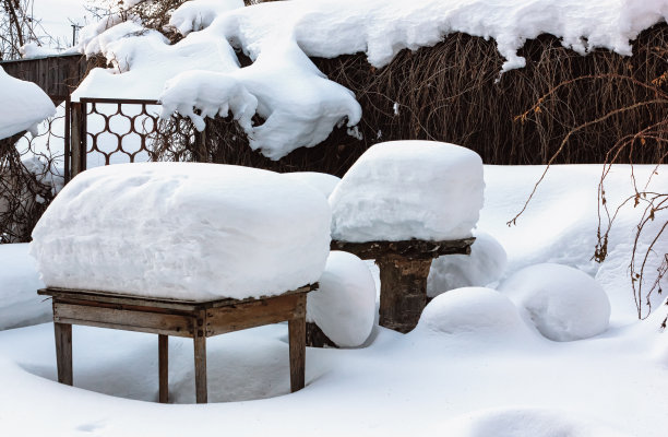 雪原