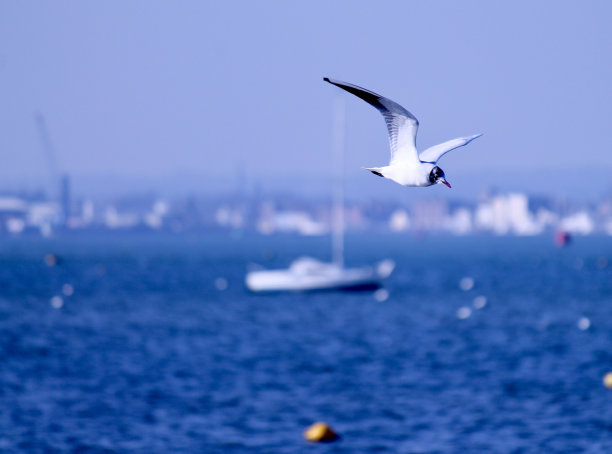 飞鸟蓝色大海壁纸