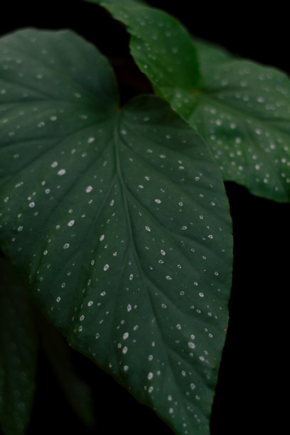 begonia