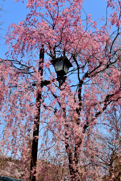上野公园,樱花