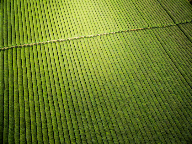 茶树种植