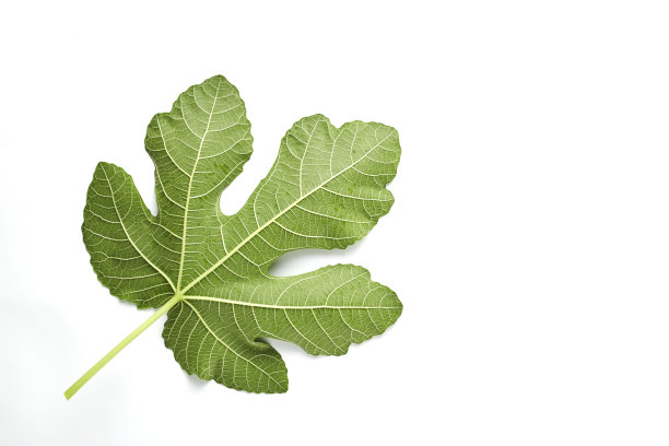 ficus