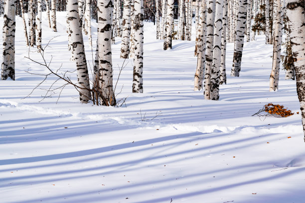 冬日雪原,树影,白桦林