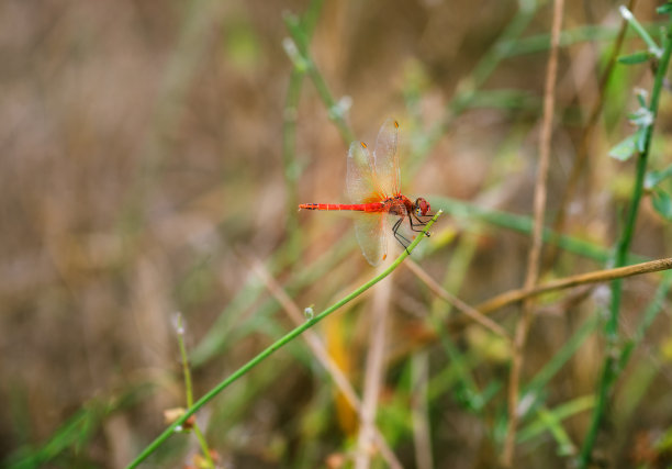 蜻蜓写真