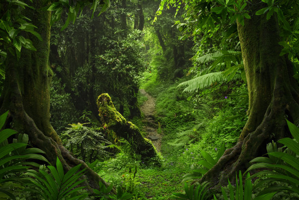 jungle