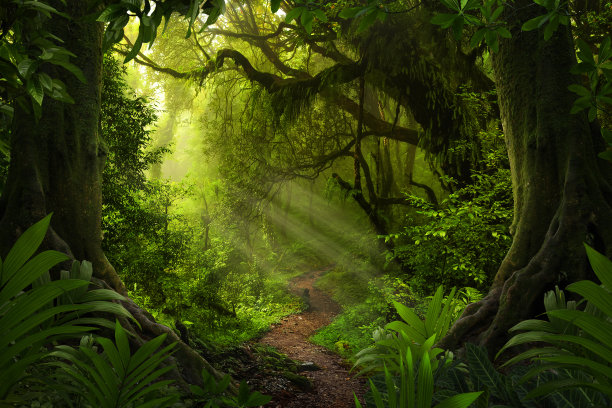 jungle