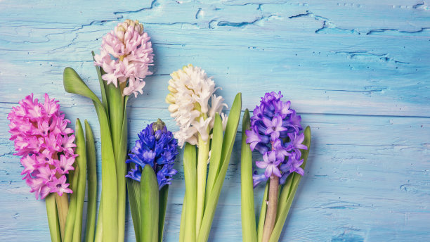 hyacinth