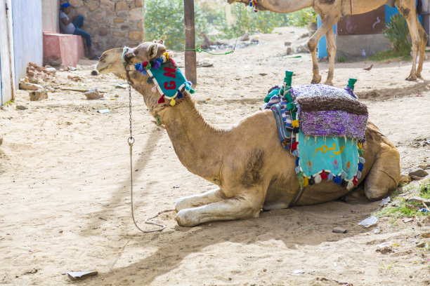 骆驼饲养