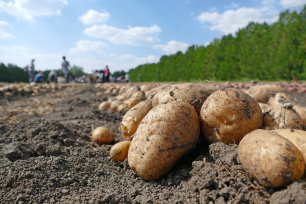 potatoes