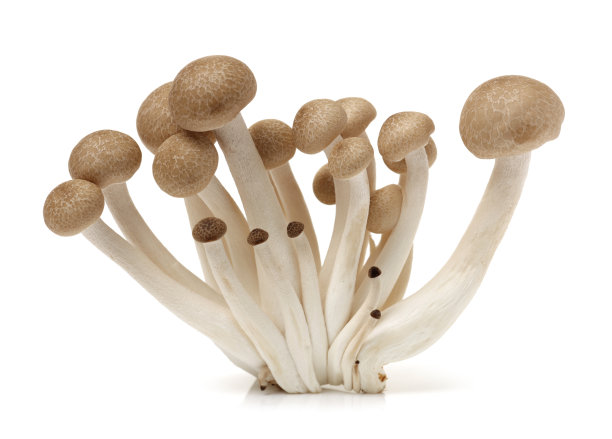 mushrooms