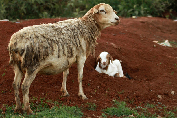 nanyuki