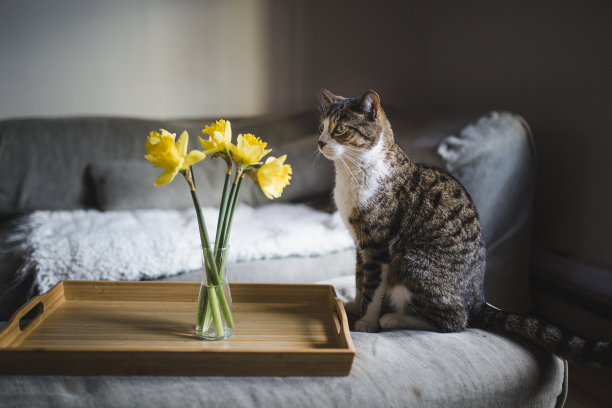 沙发上的猫咪