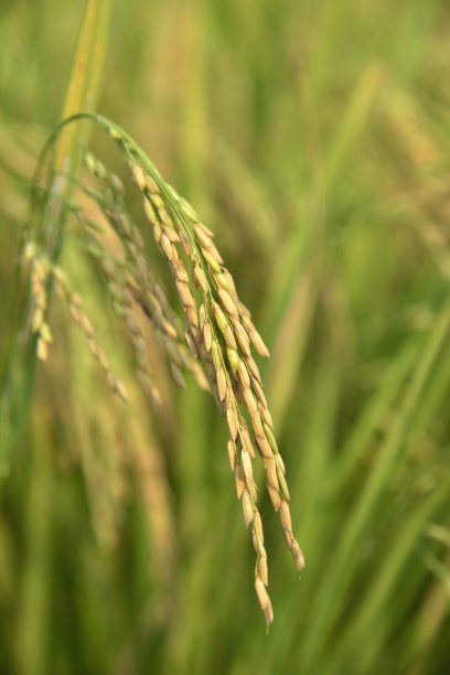 成熟稻田稻米