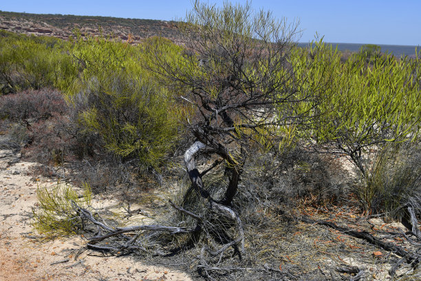 bushveld
