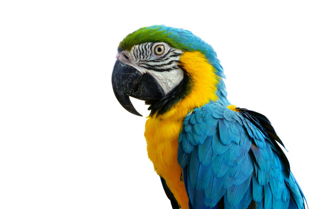 macaw