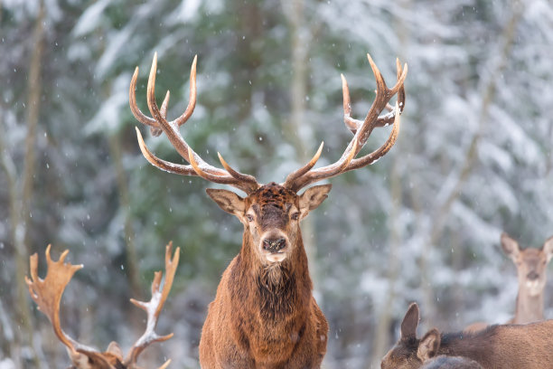 deer