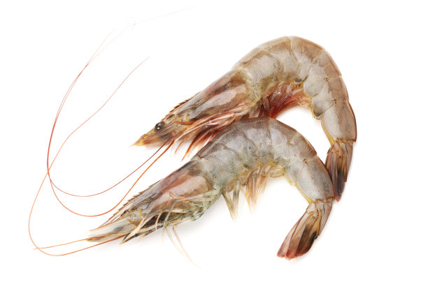 shrimp