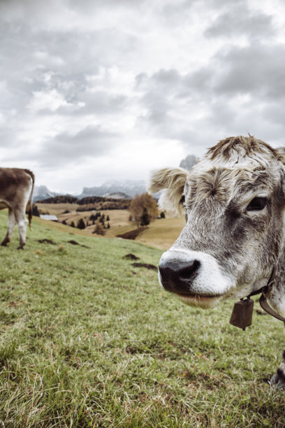 tyrol