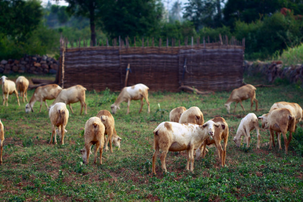 草原牧场草场羊群
