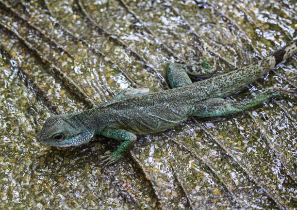physignathus