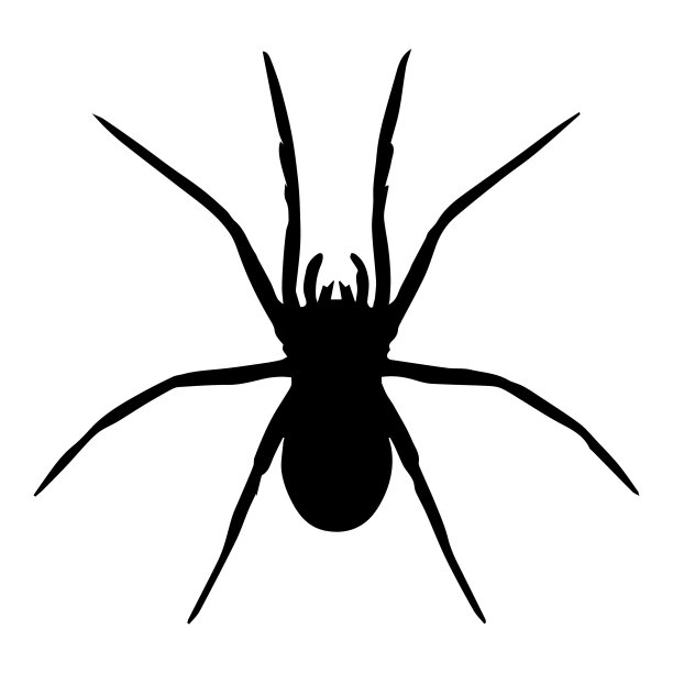 spider