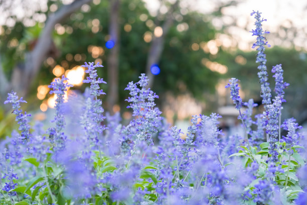 salvia