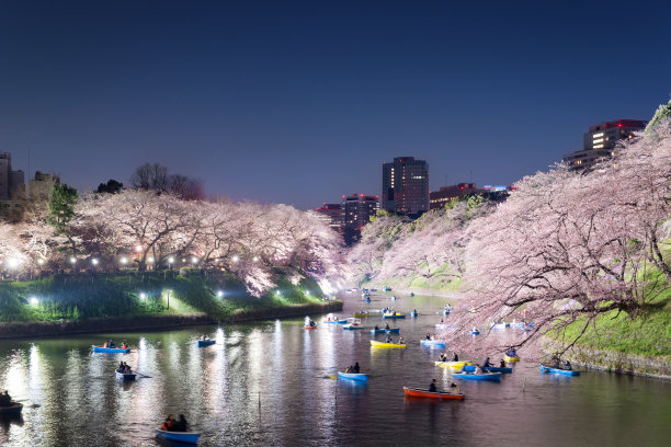 东京樱花