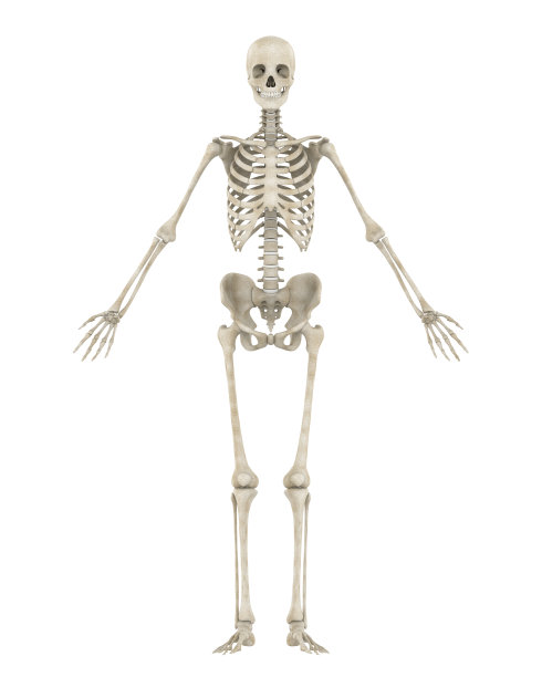skeleton