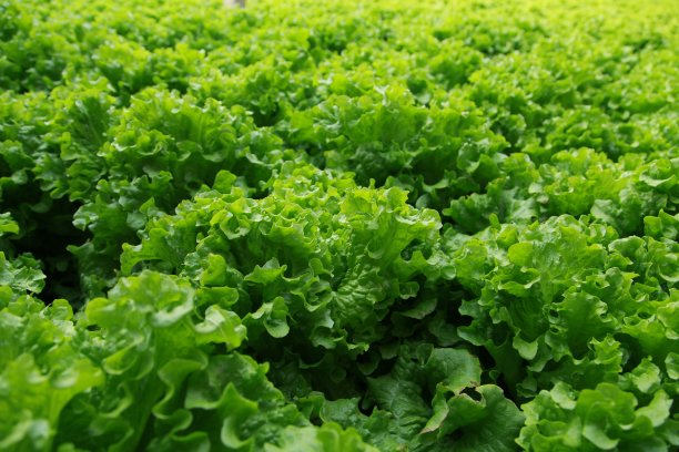 lactuca