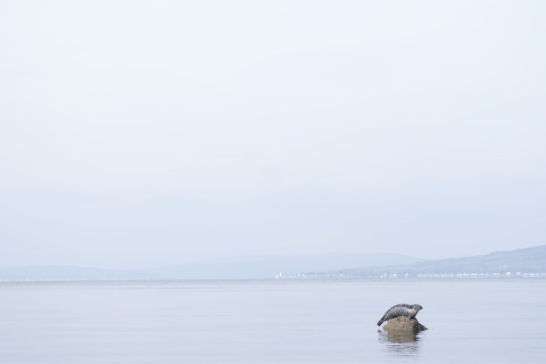 海豹在水中游动