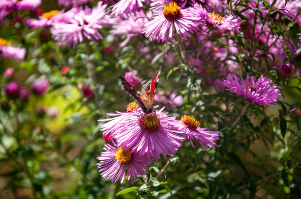 蝴蝶和红色小菊花