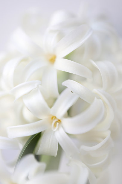 向日葵花挂画