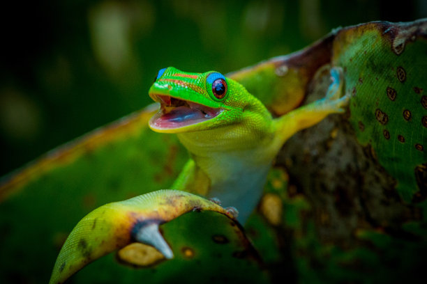 phelsuma