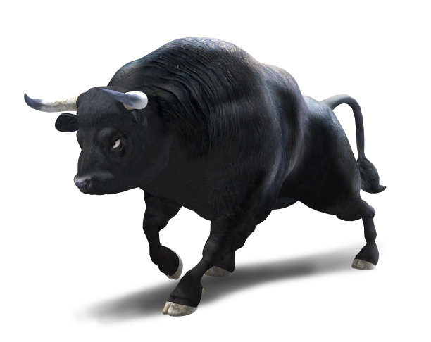 bull