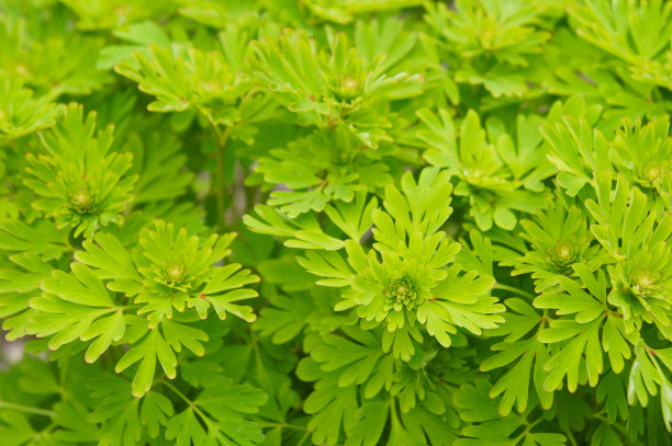 mugwort