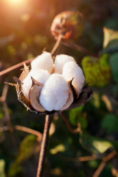 cotton