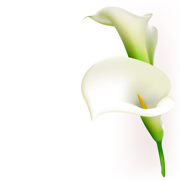 calla