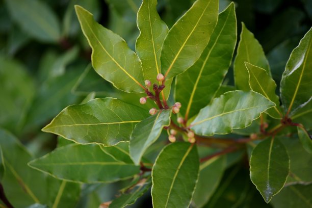 laurel