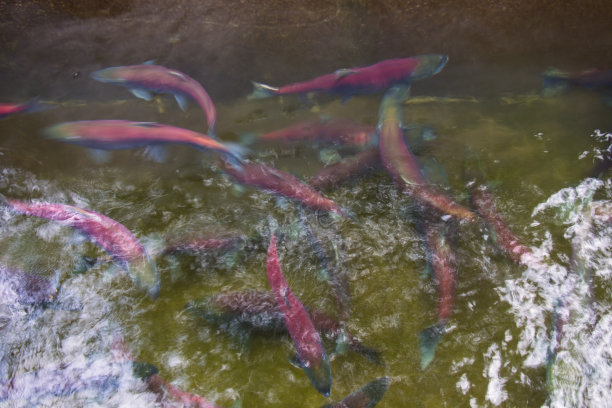 粉红色的鱼群
