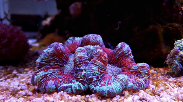 水族馆珊瑚虫